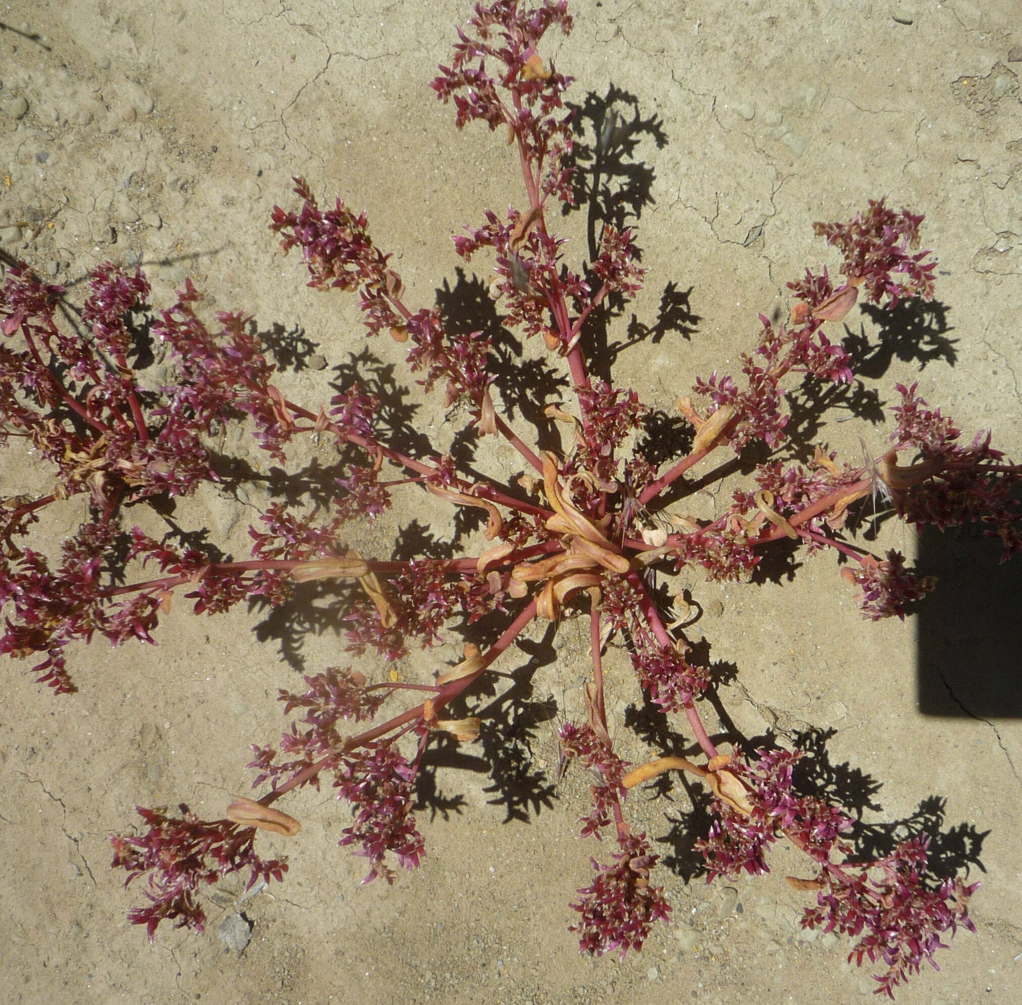 High Resolution Calyptridium monandrum Plant